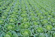 한국농수산식품유통공사, 여름작기 채소가격안정지원사업 신규사업자 모집
